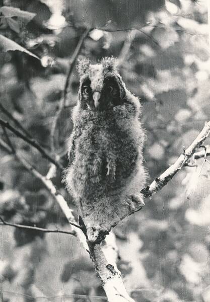 Фотография. «Птицы Забайкалья. Птенец ушастой совы, покинувший гнездо. Березовый лес на Цугольском хребте»