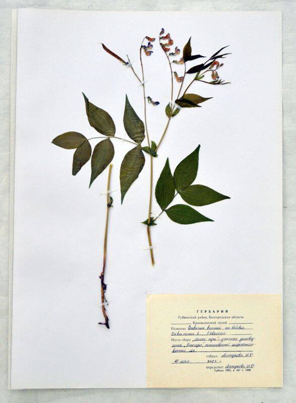 Сочевичник весенний (Чина весенняя), сем. Бобовые - Orobus vernus L., Fabaceae