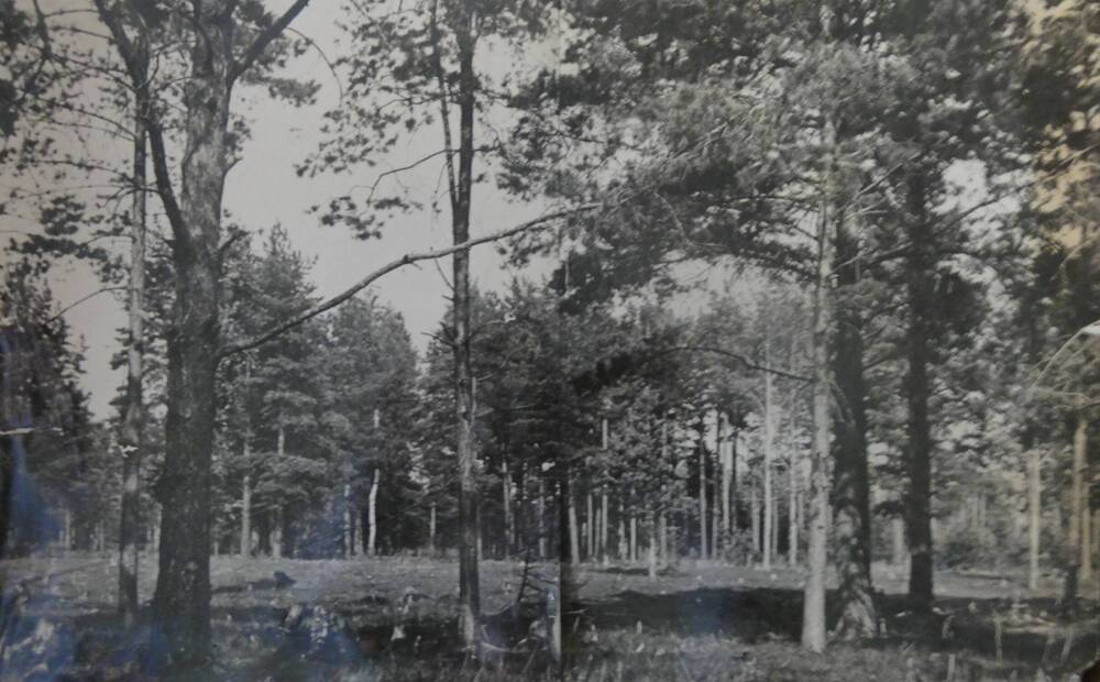 Фото. Сосновый лес в районе г. Дзержинска