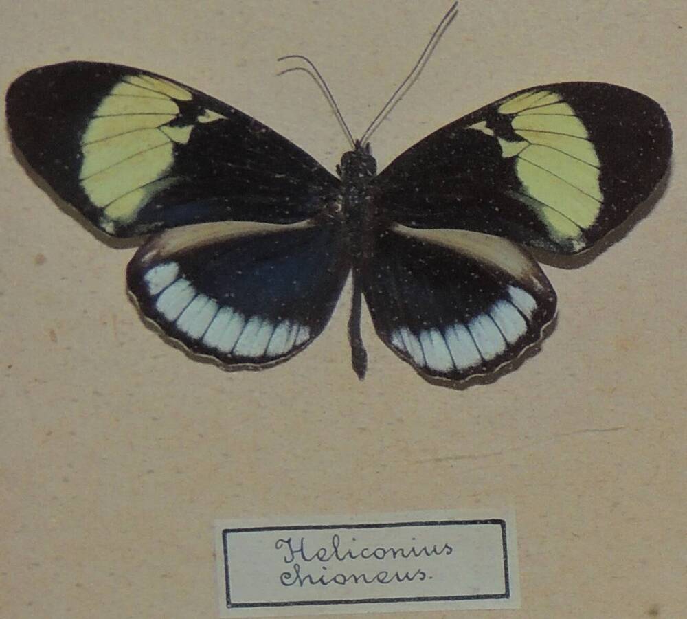 Насекомое сухое. Heliconius chioneus (Геликония)