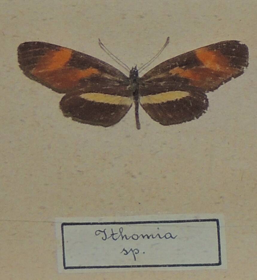 Насекомое сухое. Ithomia sp. (Итомия)