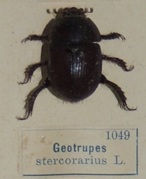 Насекомое сухое. Geotrupes stercorarius L. (Навозник обыкновенный)