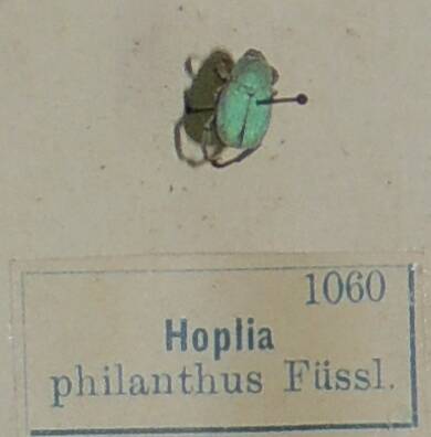 Насекомое сухое. Hoplia philanthus Fussl. (Цветоройка большая)