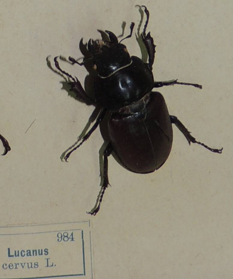 Насекомое сухое. Lucanus cervus L. (Жук-олень)