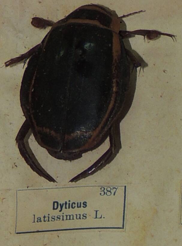 Насекомое сухое. Dyticus latissimus L. (Широкий плавунец)