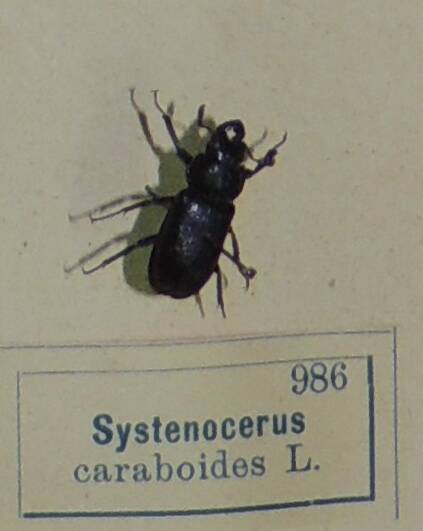 Насекомое сухое. Systenocerus caraboides L. (Рогач синий)