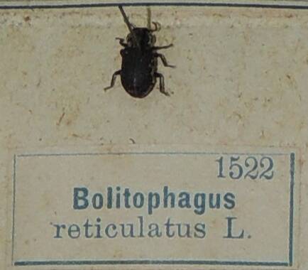 Насекомое сухое. Bolitophagus reticulatus L. (Грибожил тёмный)