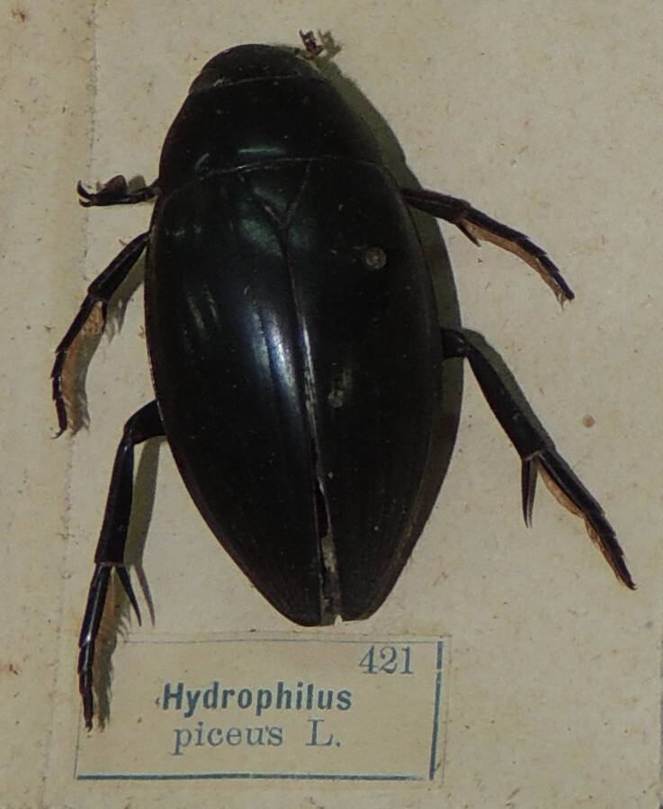 Насекомое сухое. Hydrophilus piceus L. (Водолюб большой)