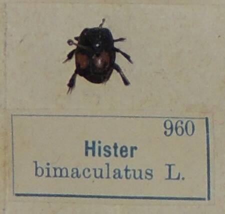 Насекомое сухое. Hister bimaculatus L. (Сверчок)