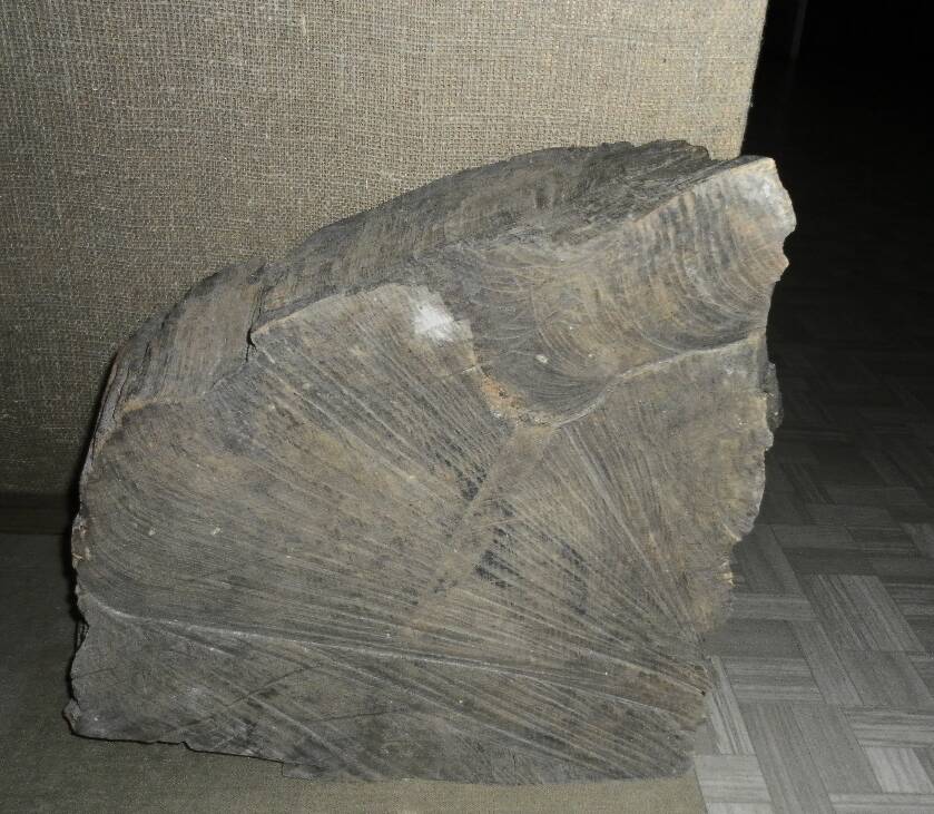 Фрагмент поперечного спила Лермонтовского дуба