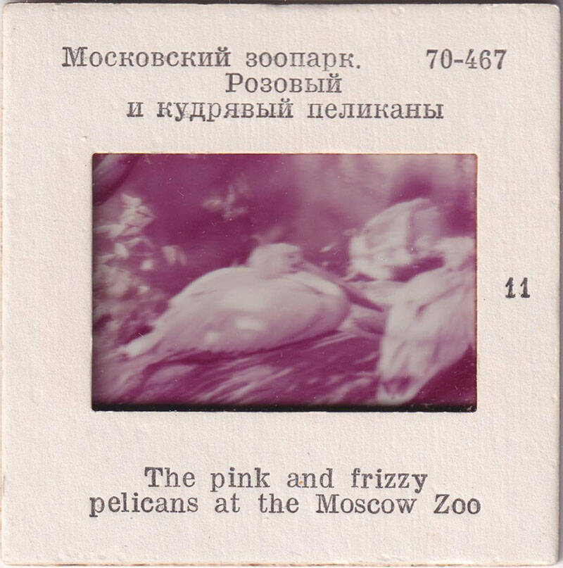 Московский зоопарк. Розовый и кудрявый пеликан  11  из комплекта диапозитивов Московский зоопарк