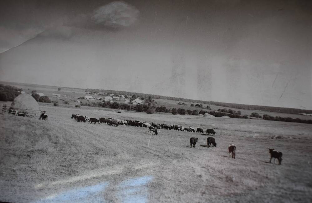 Фотография. Деревня Красное Улемецкого совета Жиздринский район. Совхозное стадо.