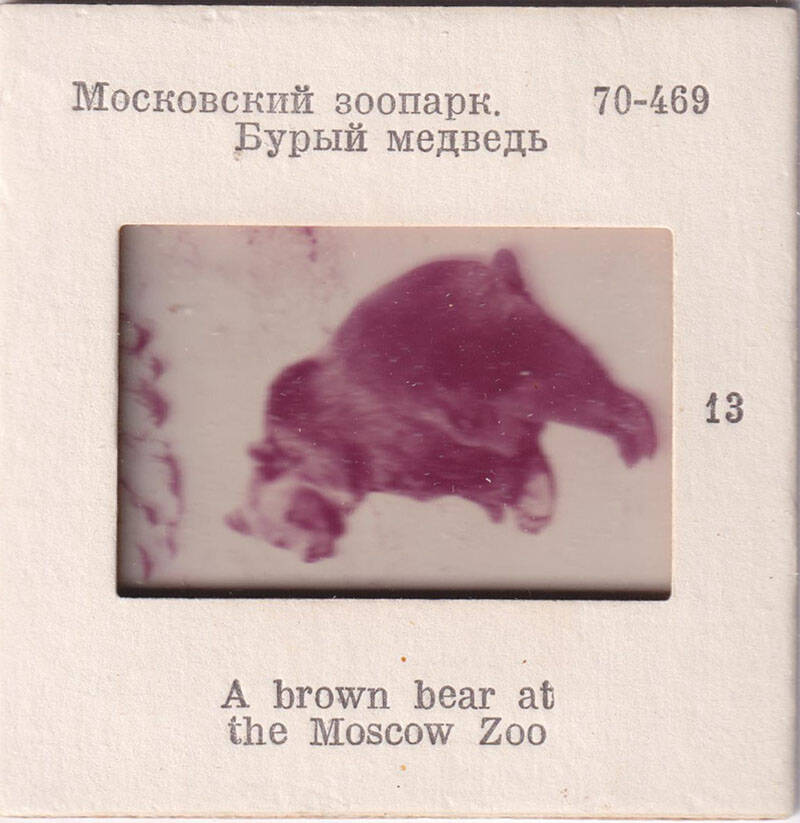Московский зоопарк. Бурый медведь  13  из комплекта диапозитивов Московский зоопарк