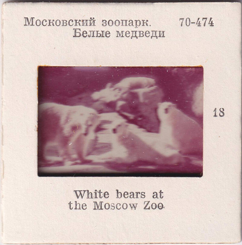 Московский зоопарк. Белые медведи  18  из комплекта диапозитивов Московский зоопарк