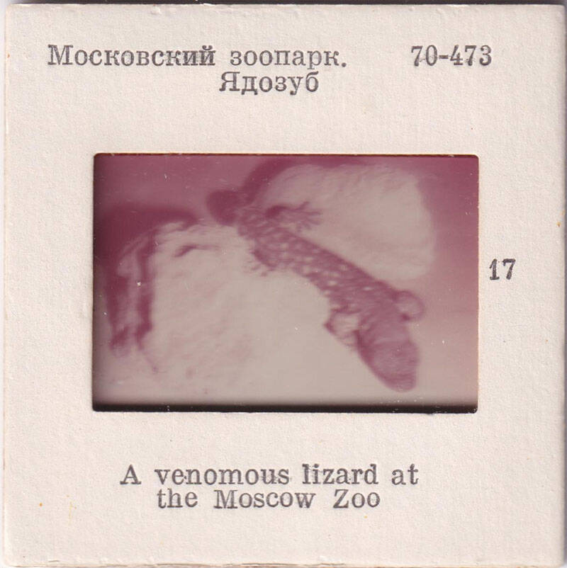 Московский зоопарк. Ядозуб  17  из комплекта диапозитивов Московский зоопарк