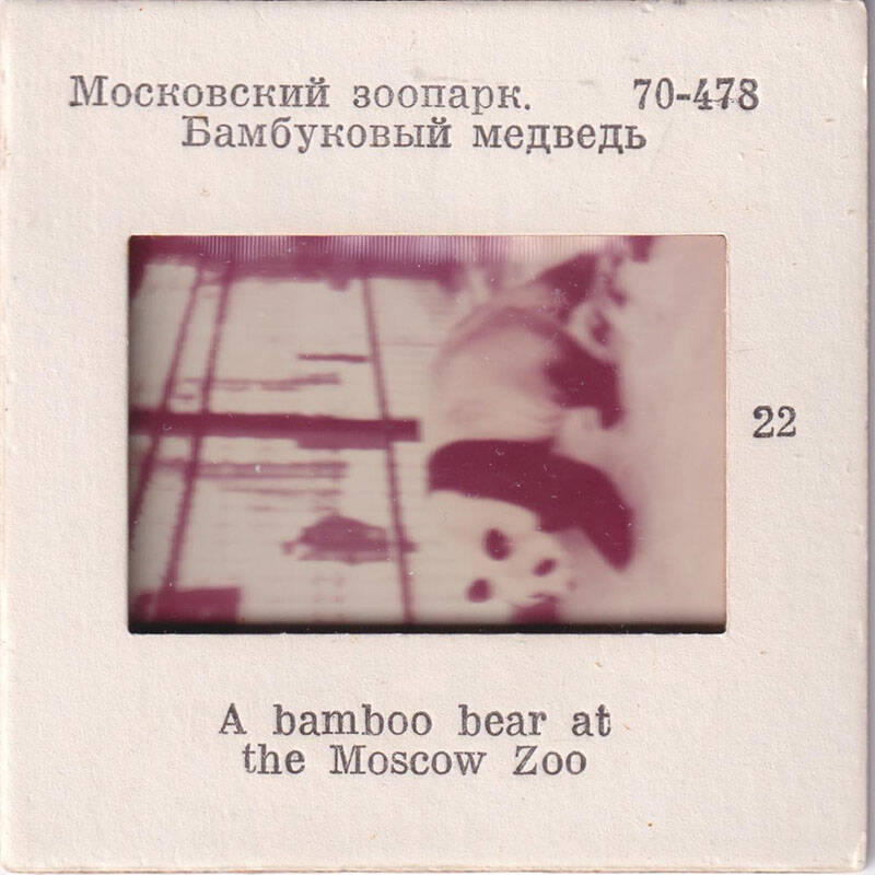 Московский зоопарк. Бамбуковый медведь  22 из комплекта диапозитивов Московский зоопарк