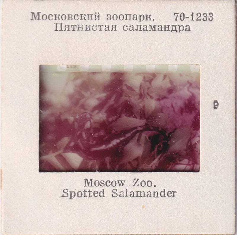 Московский зоопарк, Пятнистая саламандра  9  из комплекта диапозитивов «Московский зоопарк. Рыбы, земноводные, пресмыкающиеся»