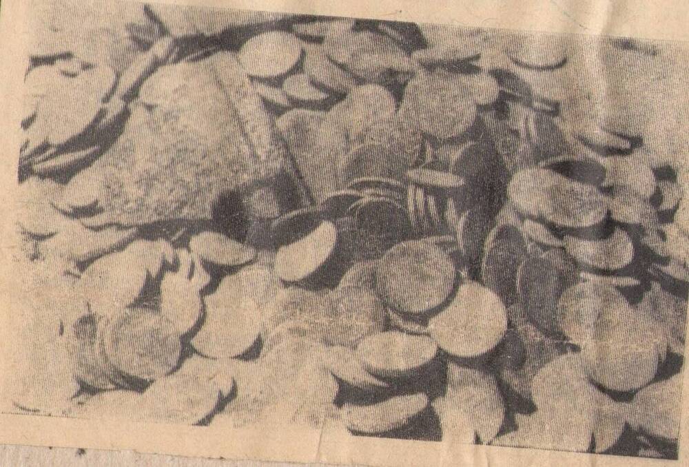 Фотография. Клад монет, обнаруженный в с. Вздруное Навлинского района в 1973 г.