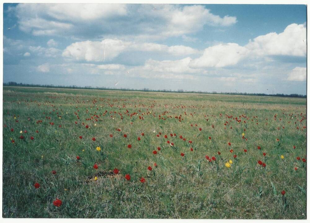 Фотография. Степь с тюльпанами.