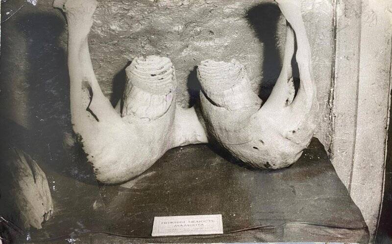 Фотография. Нижняя челюсть мамонта (Адычинский музей)