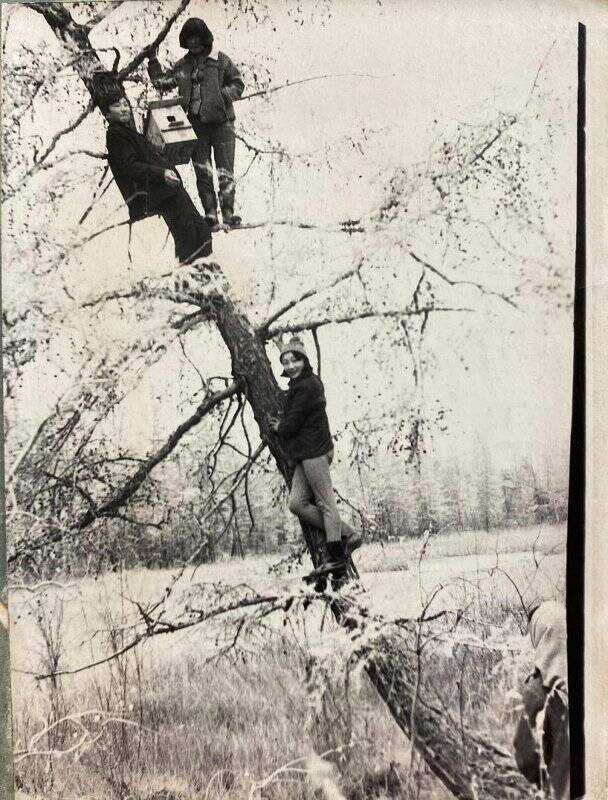 Фотография. Ребята вешают скворечник на дерево