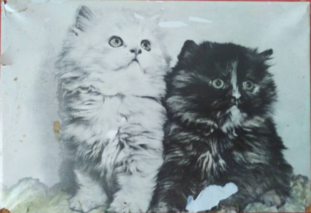 Пано «Коты» (1979 г.)