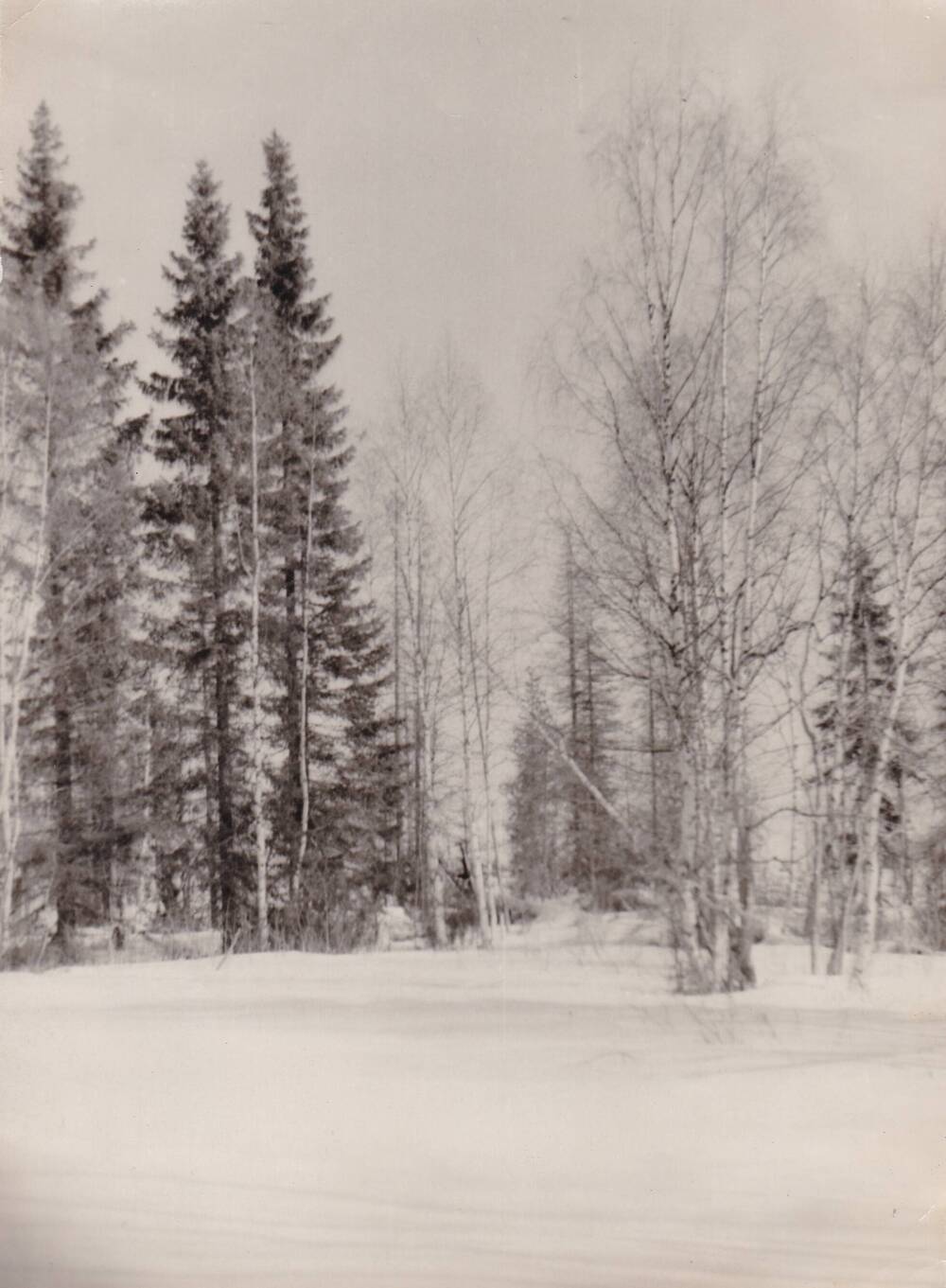 Фотография Зимний лес