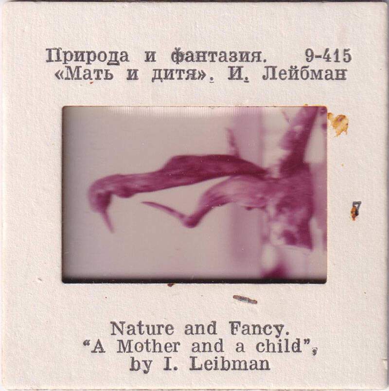 Природа и фантазия.  Мать и дитя.  И. Лейбман  7  из комплекта диапозитивов Природа и фантазия