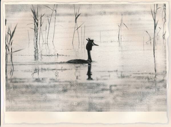 Фотография «Природа Забайкалья. Чомга. Озеро Кенон»