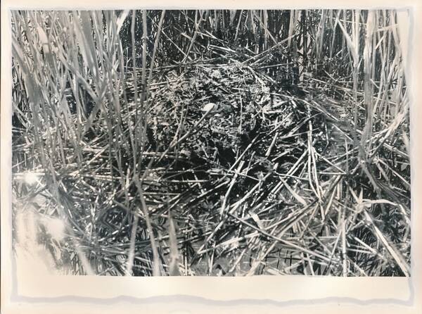 Фотография «Природа Забайкалья. Гнездо чомги в зарослях тростников. Кладка прикрыта. Озеро Кенон»