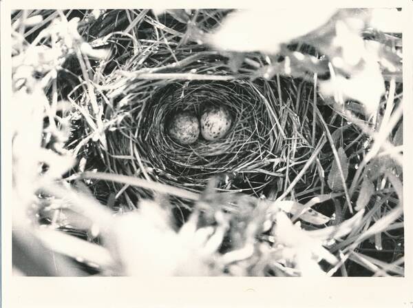 Фотография «Природа Забайкалья. Гнездо дубровника с незаконченной кладкой (неполная 2-я кладка). Окрестности села Новый Дурулгуй»