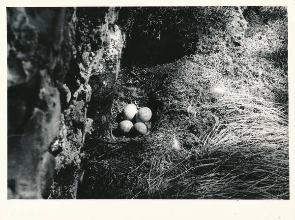 Фотография «Природа Забайкалья. Гнездо обыкновенной пустельги с кладкой, расположенное на уступе скального обнажения. Водораздел Борзи и Газимура»