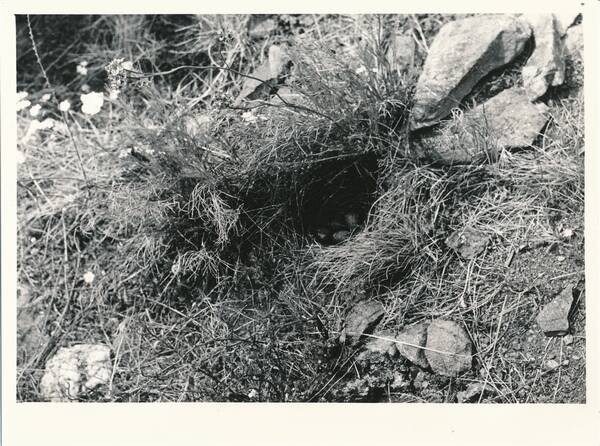 Фотография «Природа Забайкалья. Гнездо полевого жаворонка на каменистом степном склоне. Падь Талача в окрестностях села Дульдурга»