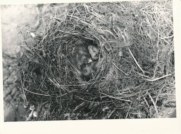 Фотография «Природа Забайкалья. Гнездо сибирской горихвостки с недавно появившимися птенцами. Лесной овраг в окрестностях ст. Новая»