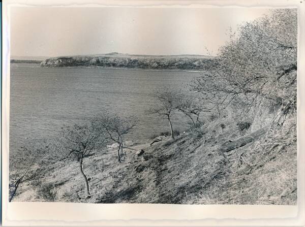 Фотография. «Природа Забайкалья. Ильмы на северном берегу озера Ножий, у подножия крутого обрывистого берега»