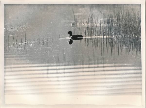 Фотография «Природа Забайкалья. Лысуха. Озеро Угдан»