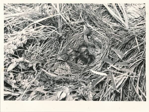 Фотография «Природа Забайкалья. Начавшие оперяться птенцы дубровника в гнезде. Окрестности села Новый Дурулгуй»