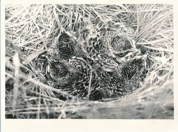 Фотография «Природа Забайкалья. Птенцы полевого жаворонка перед вылетом из гнезда. Окрестности села Новый Дурулгуй»