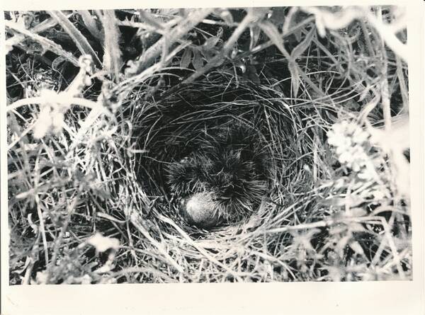 Фотография «Природа Забайкалья. Пуховые птенцы полевого жаворонка и яйцо в гнезде. Степь в окрестностях Оловянной»