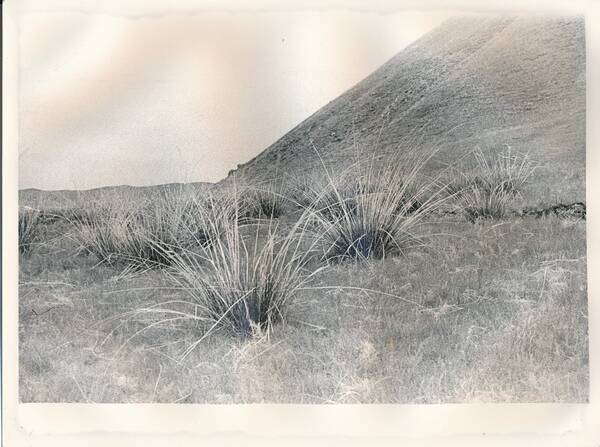 Фотография. «Природа Забайкалья. Заросли чия. Место гнездования степного конька. Восточный берег озера Зун-Торей. Подножие горы Куку-Хадак»