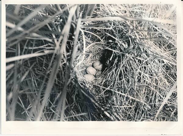 Фотография. «Птицы Забайкалья. Гнездо степного конька с кладкой. Заросли чия на восточном берегу озера Зун-Торей у подножия горы Куку-Хадак»