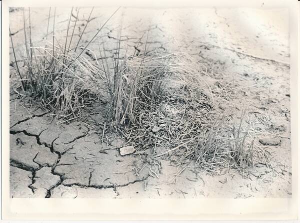 Фотография. «Птицы Забайкалья. Место расположения гнезда морского зуйка среди кустиков осоки на высохшем солонце. Озеро Хотогор на перешейки между озерами Зун- и Барун-Торей»