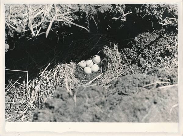 #Фотография «Природа Забайкалья. Гнездо каменки-плясуньи с кладкой. Окрестности села Иля»
