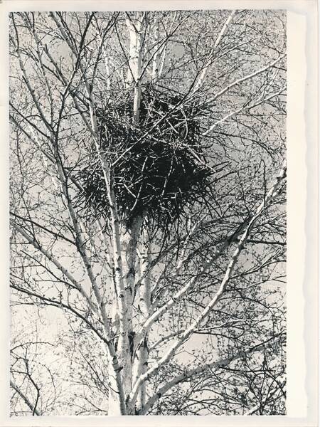 Фотография «Природа Забайкалья. Гнездо сороки, занятое обыкновенной пустельгой. Березовый перелесок у села Иля»