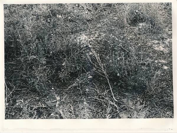Фотография «Природа Забайкалья. Гнездо сухоноса. Кладка прикрыта. Озеро Барун-Торей. Остров Хохон»