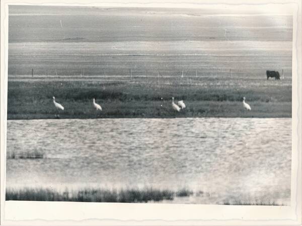 Фотография «Природа Забайкалья. Группа молодых белых журавлей-стерхов на берегу озера в урочище Хотодо (окрестности озера Ножий)»