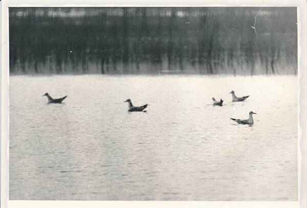 Фотография «Природа Забайкалья. Серебристые чайки. Группа молодых холостых птиц. Озеро Угдан»
