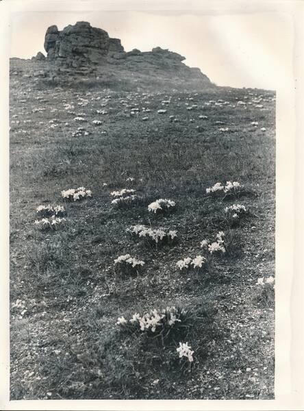 Фотография «Природа Забайкалья. Желтые ирисы на щебенистом склоне у подножия скалы-останца. Адун-Челон»