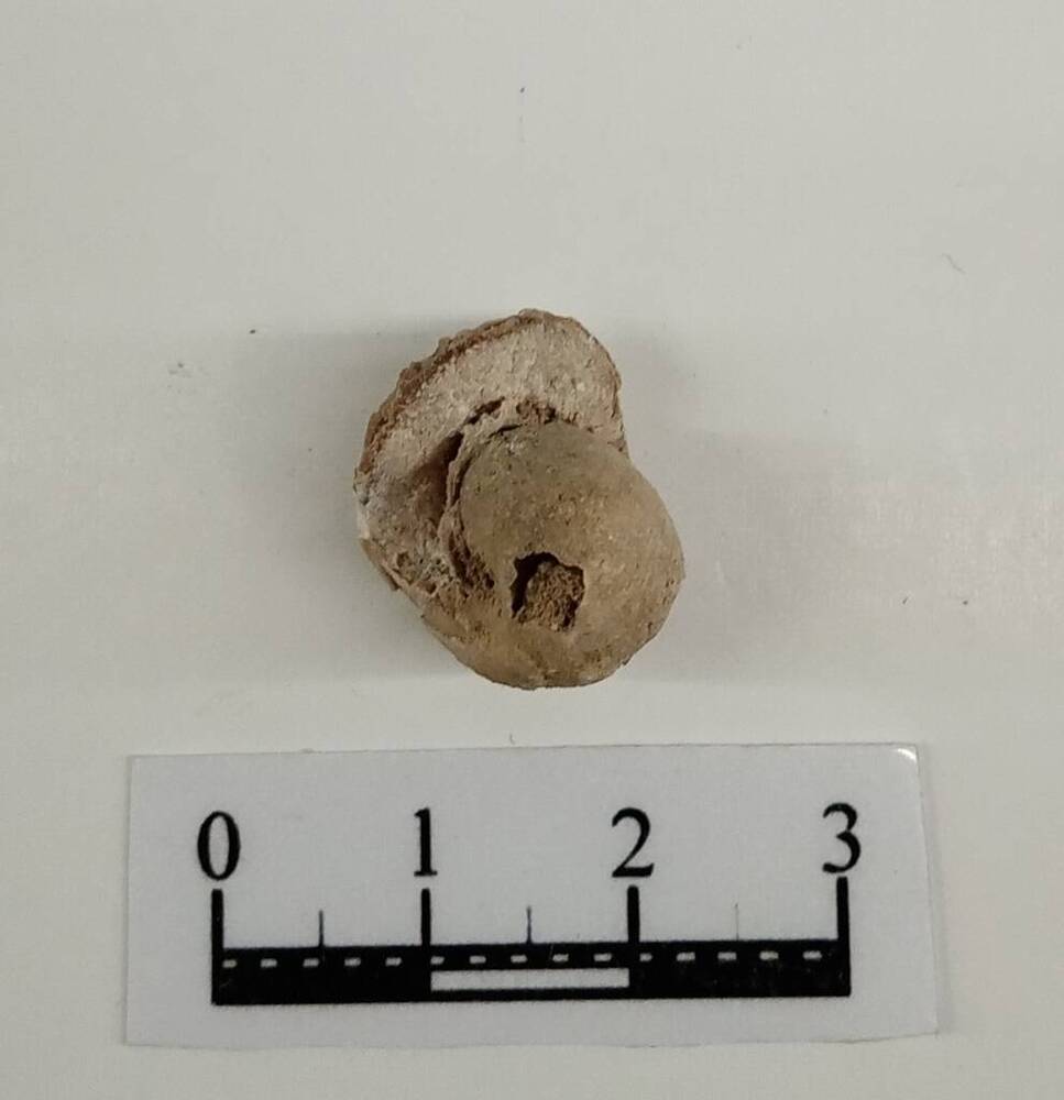 Внутреннее ядро раковины ископаемого брюхоногого моллюска.
Вид: Straparollus (Страпароллус).
