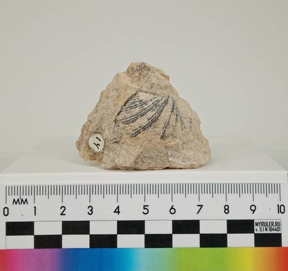 Раковина ископаемого беспозвоночного животного – брахиоподы (род: Neospirifer (Неоспирифер)) в известняке. 